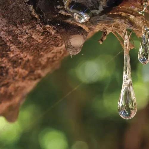 Η μοσχοβολιστή Μαστίχα ενώνει ολόκληρες γενιές