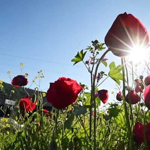 Αλλάζει ο καιρός την Κυριακή: Άνεμοι και πτώση της θερμοκρασίας – Πού αναμένονται βροχές