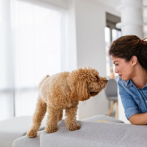 Νέος ένοικος στο σπίτι αλλά χωρίς ίχνη