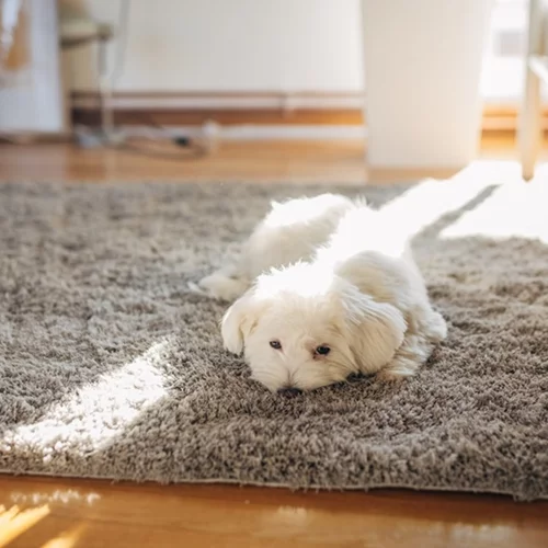 Αν έχεις κατοικίδιο, αυτή η σκούπα πρέπει να μπει στη wishlist σου!