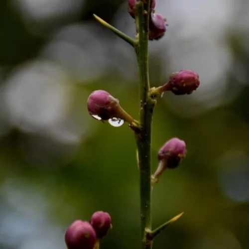 Καιρός: Τοπικές βροχές και καταιγίδες σήμερα - Πού θα είναι έντονα τα φαινόμενα