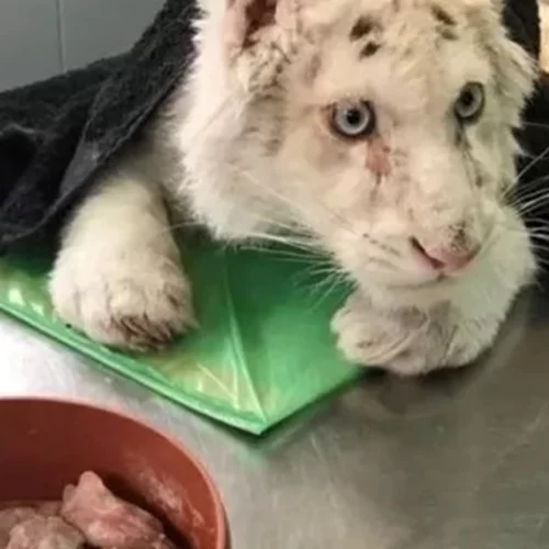 Εγκατέλειψαν λευκό τιγράκι σε κάδο σκουπιδιών έξω από το Αττικό Ζωολογικό Πάρκο