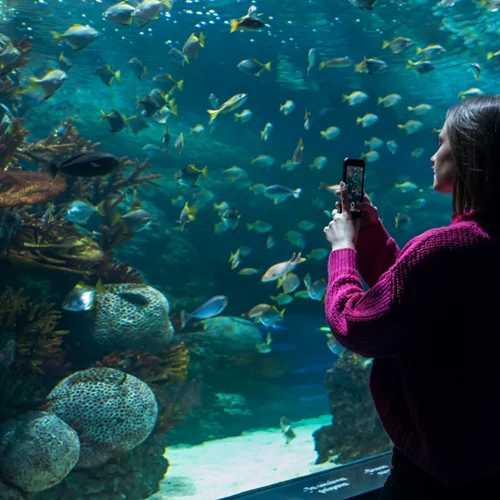 Για μια συναρπαστική κατάδυση… στο μοναδικό ενυδρείο της Αθήνας!