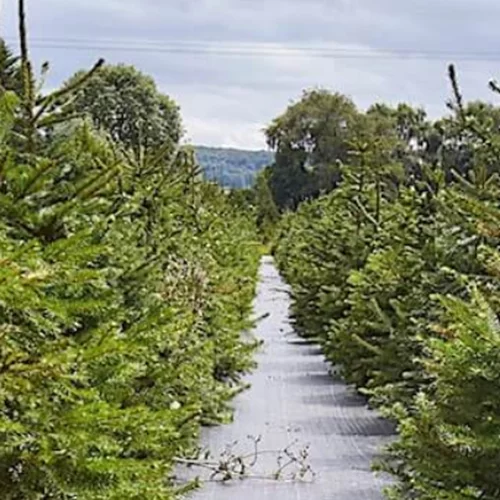 Μπορείς να νοικιάσεις το έλατό σου για πιο οικολογικά Χριστούγεννα