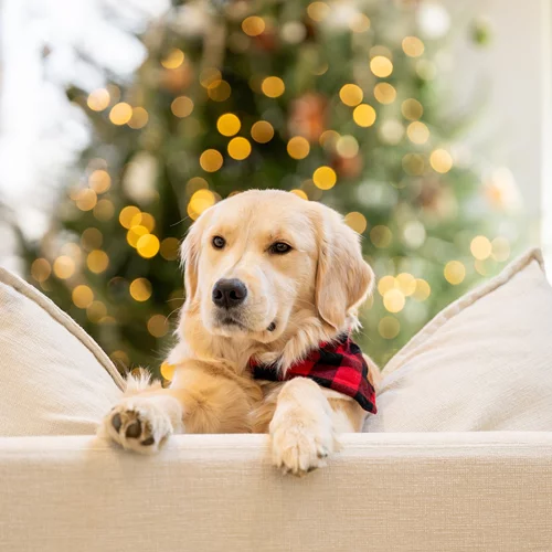Αθόρυβα Πυροτεχνήματα | Η νέα πρωτοβουλία της Ειδικής Γραμματείας για την Προστασία των Ζώων Συντροφιάς