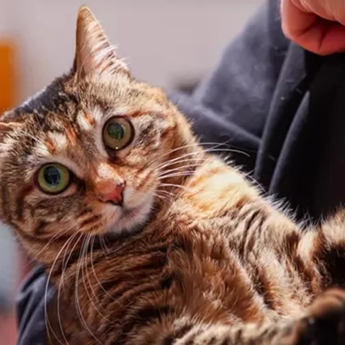 Τρίχες στα ρούχα | Το πιο αποτελεσματικό hack για να γλιτώσεις