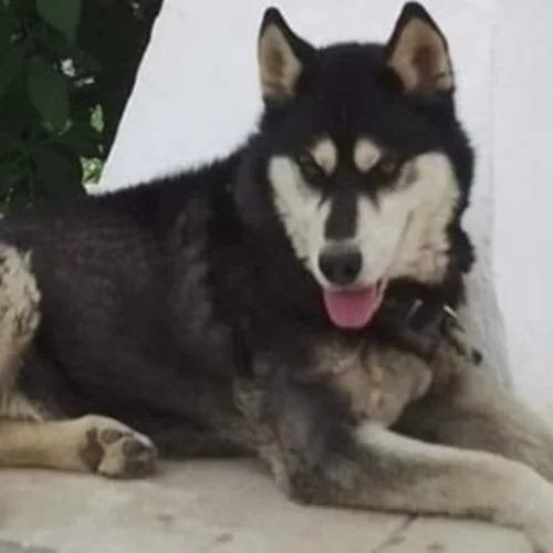 Αράχωβα | Ποινική δίωξη για την κακοποίηση και τον θάνατο του Όλιβερ - Κοντά στην εξιχνίαση της υπόθεσης οι αρχές