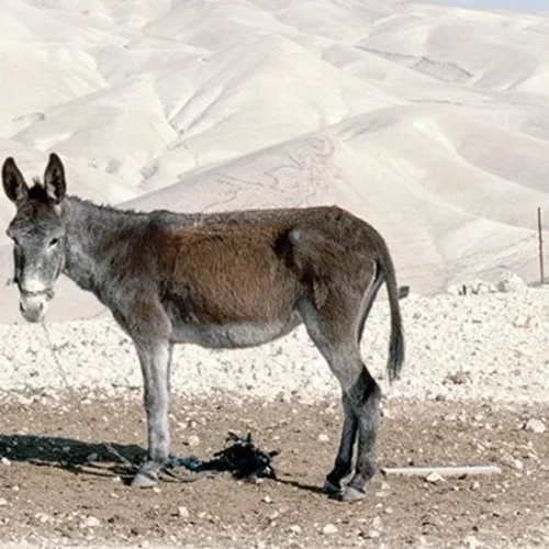"Why Look at Animals? Δικαιοσύνη για τη μη ανθρώπινη ζωή". Ομαδική έκθεση στο ΕΜΣΤ εγκαινιάζεται στις 15/5