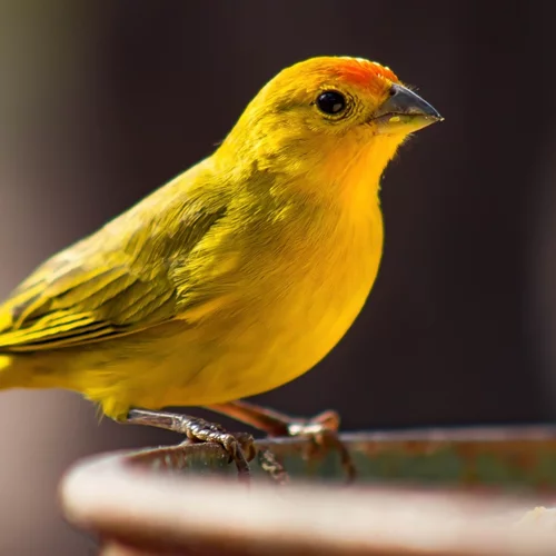 Καναρίνια από τη Θεσσαλονίκη σάρωσαν σε παγκόσμιο διαγωνισμό