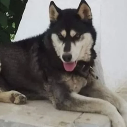 Αράχωβα: Ολική ανατροπή στην υπόθεση του Ολιβερ;