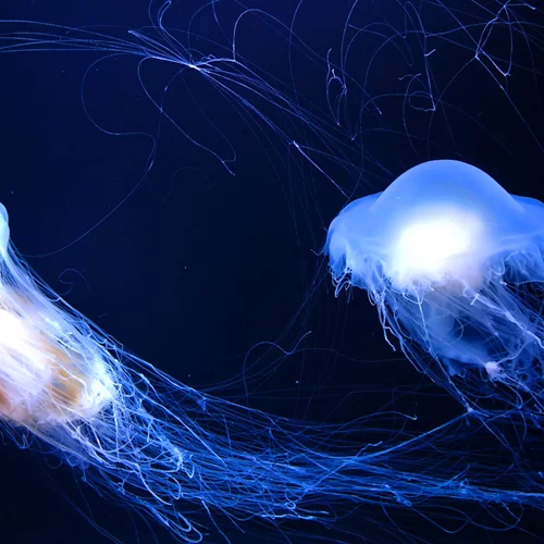 Μoβ μέδουσες | Τι πρέπει να κάνουμε σε περίπτωση τσιμπήματος στην παραλία - Ωκεανολόγος εξηγεί