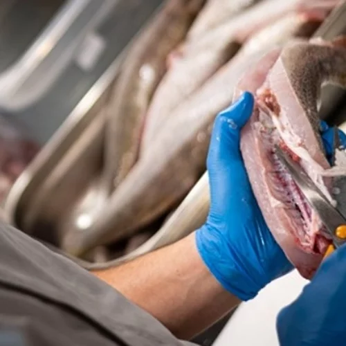 Η δημόσια τηλεόραση της Αυστρίας ζήτησε συγγνώμη επειδή σεφ μαγείρεψε προστατευόμενο είδος ψαριού