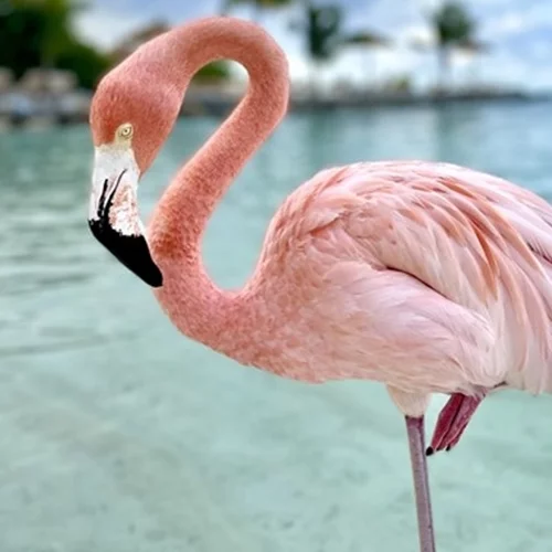 Μυτιλήνη | Οι διασώστες των φλαμίνγκο στους υγρότοπους της Λέσβου