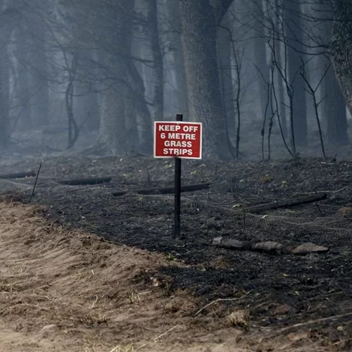 Τα δέντρα του πλανήτη κάνουν ό,τι μπορούν