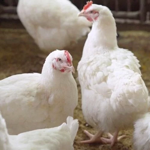 Εστίες γρίπης των πτηνών σε βαλκανικές χώρες