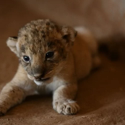 Κίνα | Εστιατόριο προσφέρει γεύμα αγκαλιά με λιονταράκια