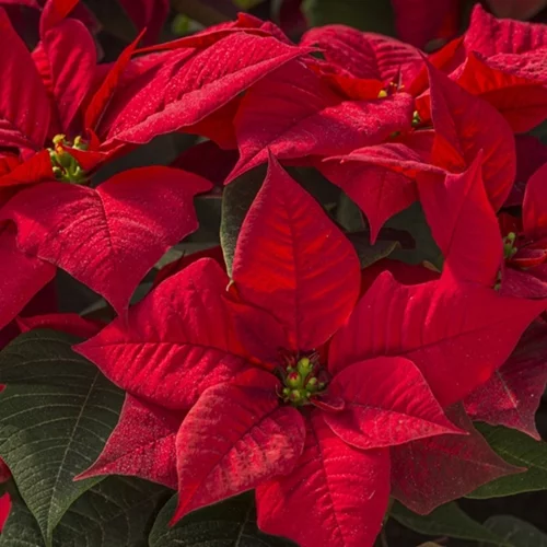 Το αλεξανδρινό έχει τη δική του γιορτή