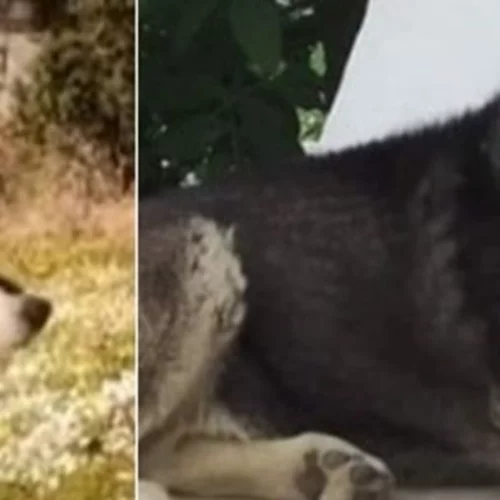 Αράχωβα: Νέες αποκαλύψεις για τον βασανιστικό θάνατο του Ολιβερ - "Υπάρχουν φωτογραφίες που τον δείχνουν δίπλα σε άνθρωπο"