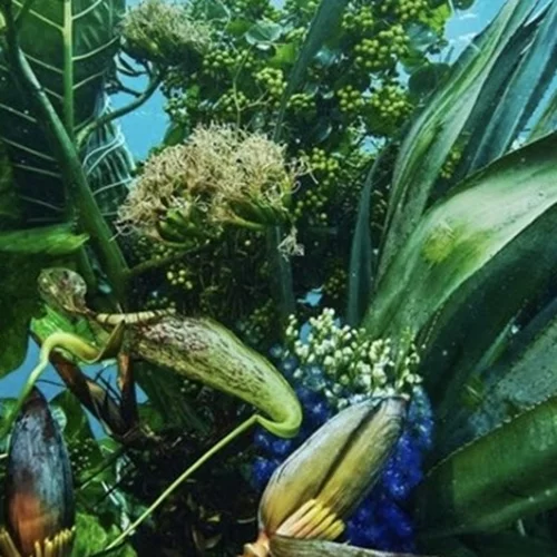 Το νέο θαύμα του florist artist Azuma Makoto