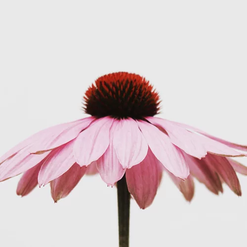 10 Years Missbloom: Our Values | Περνάμε στο επόμενο κεφάλαιο, με ισχυρούς συμμάχους αδιαπραγμάτευτες αξίες