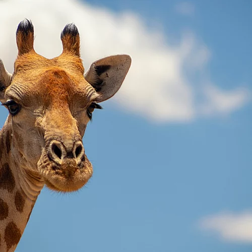 Πρωτόγνωρες εικόνες στη Βρετανία | Δίνουν στα ζώα γλειφιτζούρια πάγου με λαχανικά και φύλλα για να αντέξουν τον καύσωνα