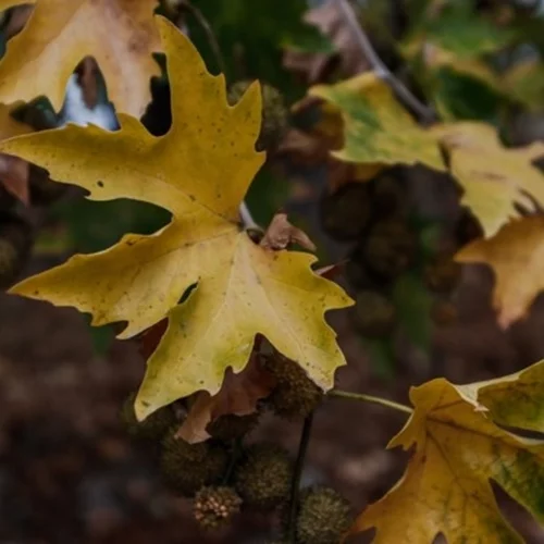 Καιρός | Φθινοπωρινό σκηνικό με συννεφιά τοπικές βροχές - Πού θα φτάσει η θερμοκρασία στην Αττική