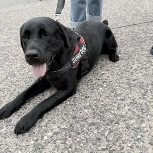 Συνεχίζεται και σήμερα Κυριακή το pet festival