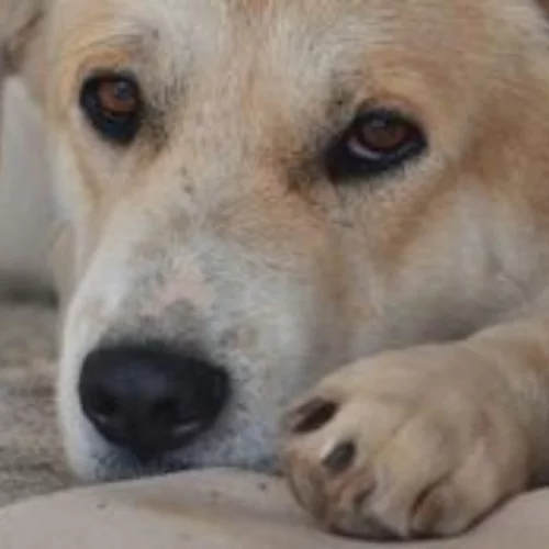 Πρόστιμο 1000 ευρώ σε 60χρονη γιατί παράτησε σκύλο στο αυτοκίνητο μέσα στη ζέστη