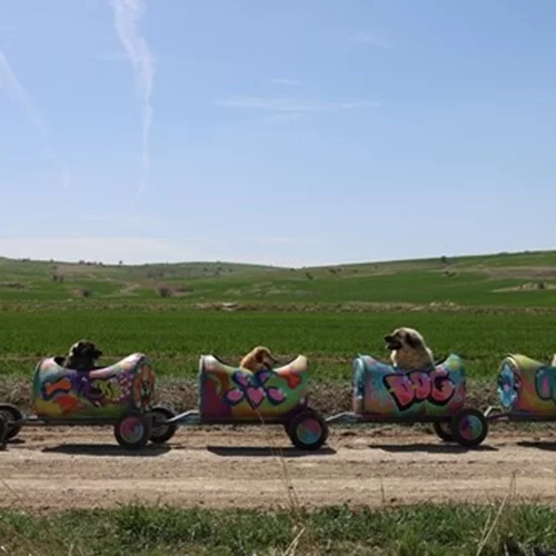 Τουρκία | H φιλόζωη που βγάζει βόλτα ανάπηρους σκύλους με αυτοσχέδιο "τρενάκι"