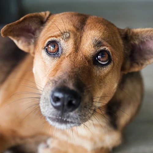 Θεσσαλονίκη | Συνελήφθη 25χρονος που μαχαίρωσε και σκότωσε σκύλο