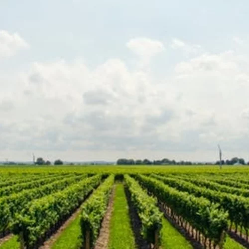 Οινο-ξεναγήσεις και οινο-γευσίες την Κυριακή με ελεύθερη είσοδο σε 21 οινοποιεία της Βορείου Ελλάδος