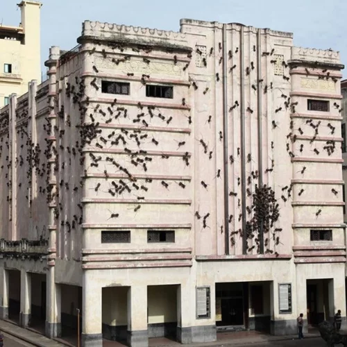 Aράχνες, μυρμήγκια και έντομα γίνονται τέχνη σε μία ξεχωριστή έκθεση στο Άμστερνταμ