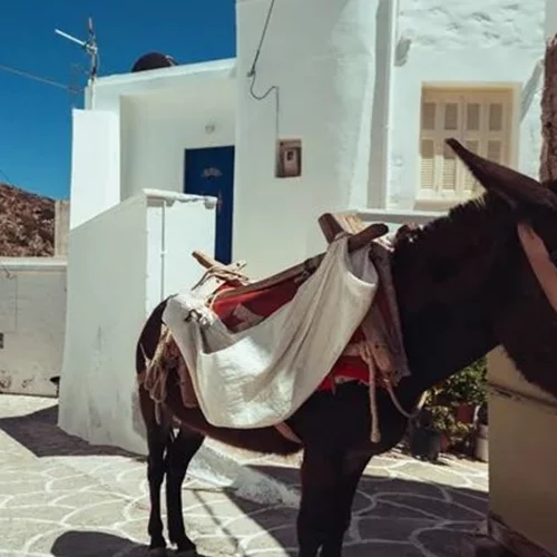 Σαντορίνη| Εξαντλημένο γαϊδουράκι κατάρρευσε από το βάρος του φορτίου που κουβαλούσε