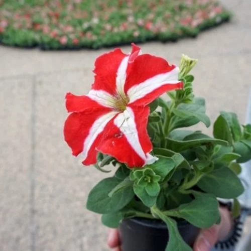 Η Γιορτή της Μητέρας στους δήμους της Αττικής