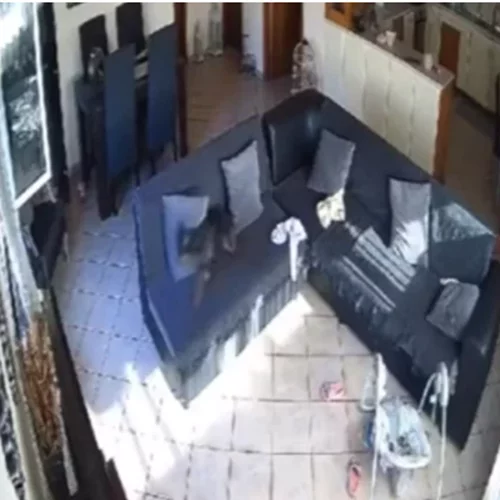 Σεισμός στην Κρήτη | Πανικοβλήθηκε σκύλος μόνος του στο σπίτι (βίντεο)