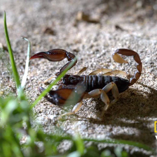 "Κρυμμένα Θαύματα της Ευρώπης" | Ένα επεισόδιο για τη φυσική ομορφιά της Ελλάδας στο National Geographic WILD