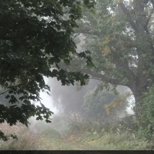 Από την εποχή του Λουδοβίκου ΙΔ΄ | Μια βελανιδιά 340 ετών κόπηκε για λόγους ασφαλείας στη Γαλλία