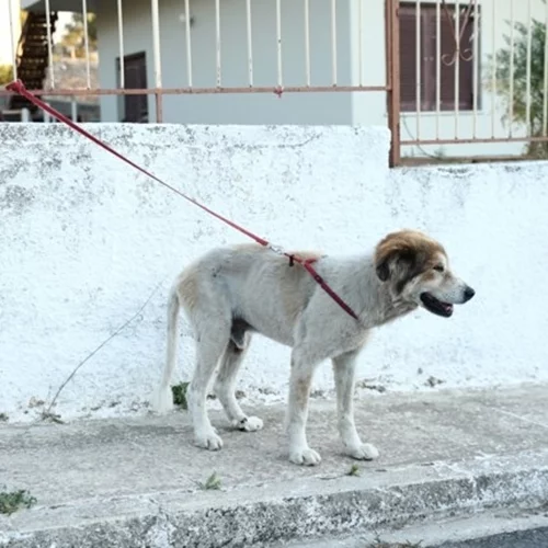 Φωτιά στην Αττική: Πού βρίσκονται οι ειδικοί χώροι προσωρινής φιλοξενίας για τα ζώα συντροφιάς