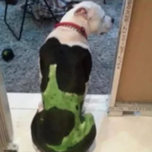 Αιδηψός | Ο 30χρονος που συνελήφθη για την κακοποίηση της γάτας, είχε βάψει τον σκύλο του - Ζήτησε και τα.. ρέστα