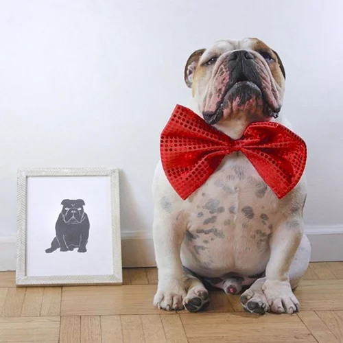 Τα πιο stylish σκυλάκια του instagram