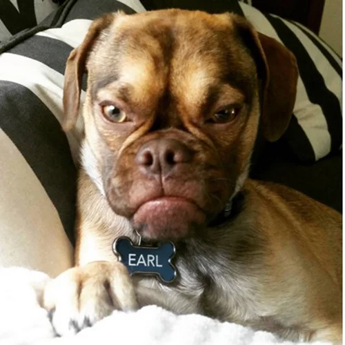 Υπάρχει η σκυλίσια εκδοχή της Grumpy Cat και είναι τέλεια