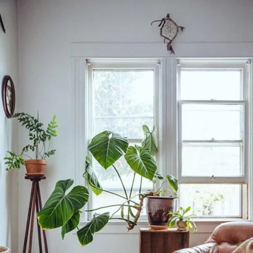 10 φυτά εσωτερικού χώρου που θα μεταμορφώσουν το σπίτι
