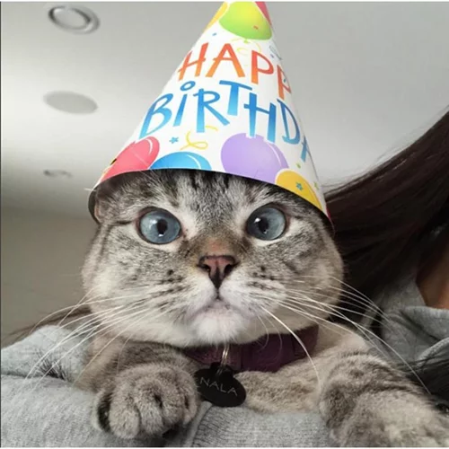 Αυτή η γάτα έχει πάνω από 2 εκατομμύρια followers στο Instagram