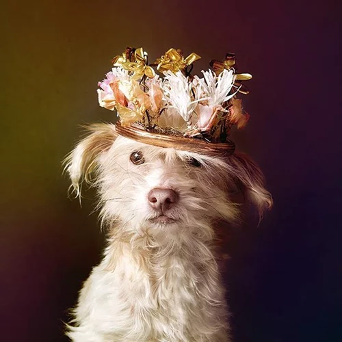 Ανάλυσέ το: 5+1 λόγοι να αποκτήσεις κατοικίδιο