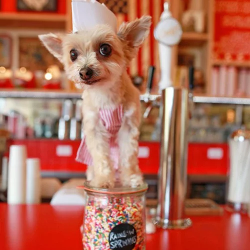 Σε αυτό το super market ψωνίζεις μαζί με τον σκύλο σου