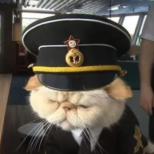 Αυτός είναι ο Sailor, η γάτα μασκότ ενός κρουαζιερόπλοιου