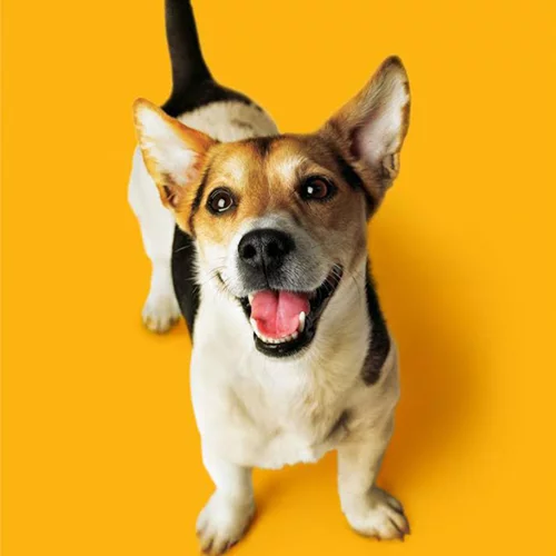 Αυτή είναι η φροντίδα του σκύλου σου που λανθασμένα μπορεί να παραβλέπεις