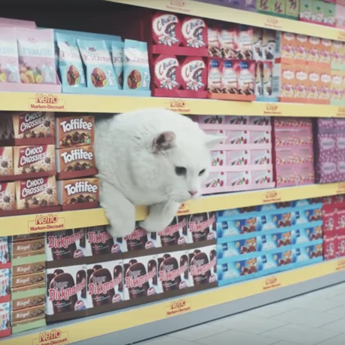 Γάτες στο supermarket: Το βίντεο που θα σου φτιάξει τη μέρα!