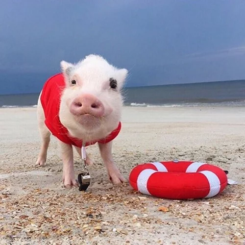 11/6:  Αυτοί είναι οι Instagram λογαριασμοί που θέλουμε να ακολουθούμε τώρα