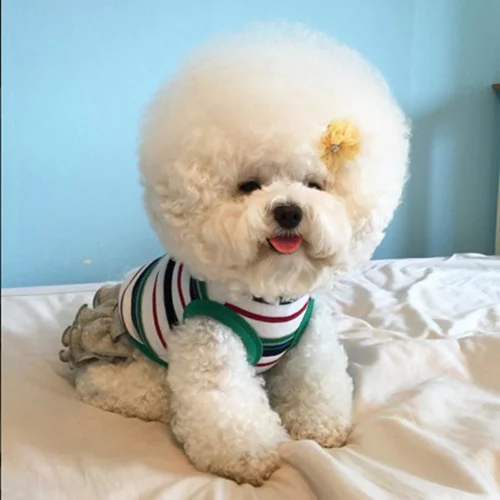 Αυτό το σκυλάκι έχει το πιο φανταστικό κούρεμα